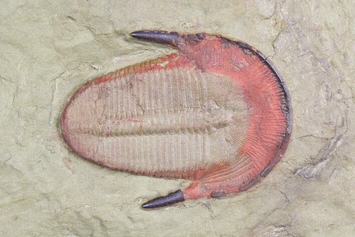 Colorful, Harpides Trilobite - Draa Valley, Morocco #92933